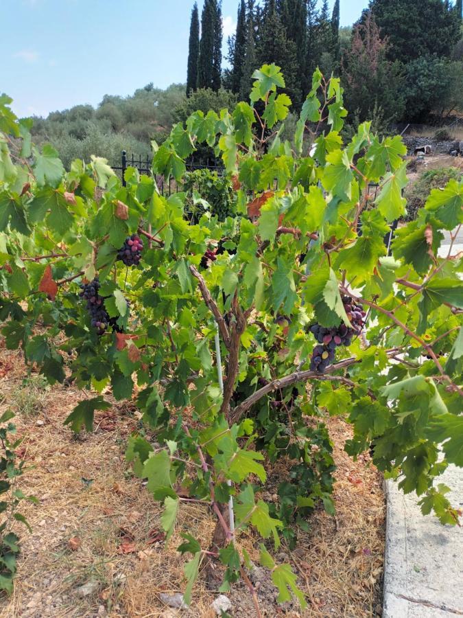 Οίνου Γη Ιθάκη - Winelandithaca Villa Perachori Exteriör bild