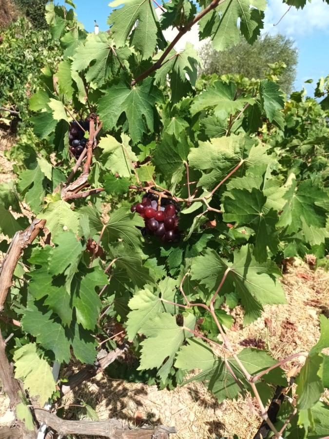 Οίνου Γη Ιθάκη - Winelandithaca Villa Perachori Exteriör bild